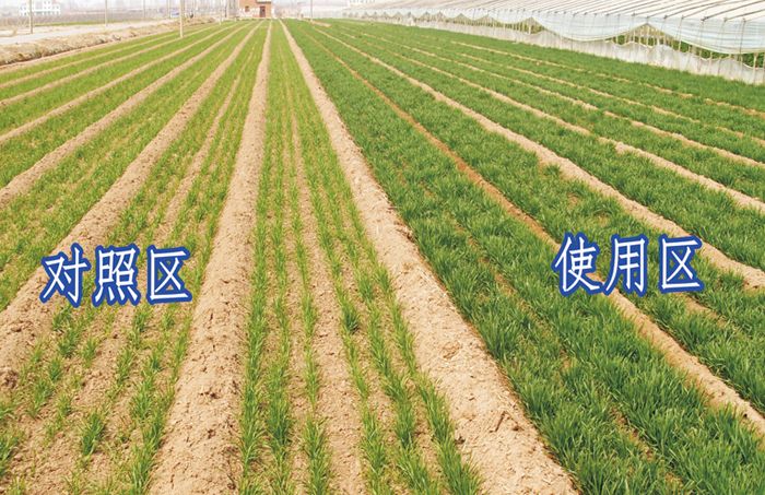 有機(jī)肥施肥對比